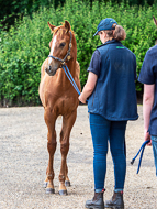 KS300622-82 - Cupboard Love's foal by Territories